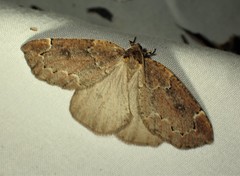 Spodolepis substriataria