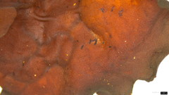 Phaeotremella fimbriata