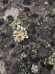 Rhizoplaca chrysoleuca