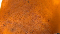 Phaeotremella fimbriata