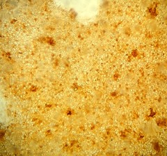 Phaeotremella fimbriata