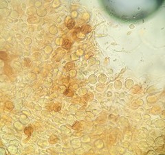 Phaeotremella fimbriata