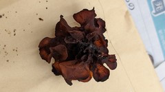 Phaeotremella fimbriata