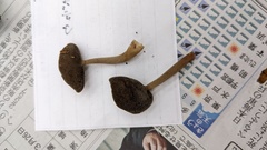 Helvella ephippium