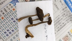 Helvella ephippium