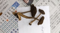 Helvella ephippium