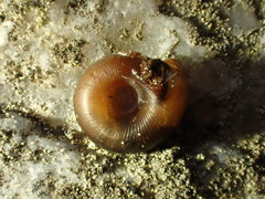 Discus whitneyi