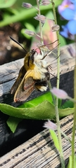 Hemaris fuciformis