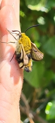 Hemaris fuciformis