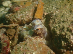 Amphioctopus
