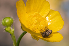 Mononychus punctumalbum