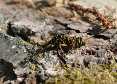 Plagionotus arcuatus