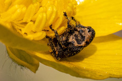 Mononychus punctumalbum