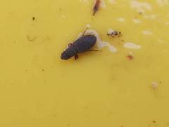 Monotomidae