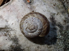 Oreohelix