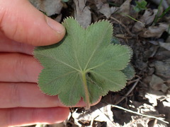 Alchemilla subglobosa