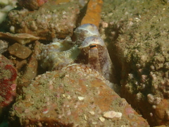 Amphioctopus