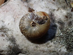 Oreohelix