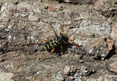Plagionotus arcuatus