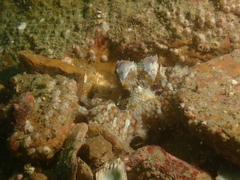 Amphioctopus