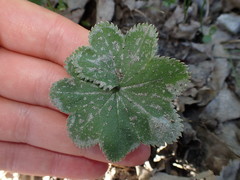 Alchemilla subglobosa