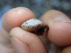 Oreohelix