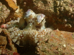 Amphioctopus
