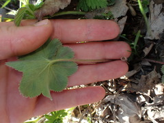 Alchemilla subglobosa