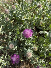 Centaurea sphaerocephala