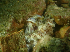 Amphioctopus