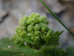 Alchemilla subglobosa