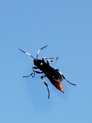 Ichneumon devinctor