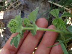 Alchemilla subglobosa