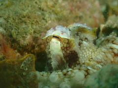 Amphioctopus