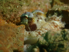 Amphioctopus
