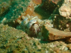 Amphioctopus