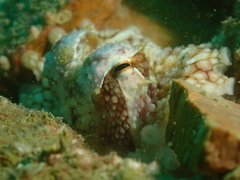 Amphioctopus