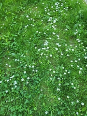 Bellis perennis