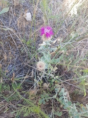 Centaurea sphaerocephala