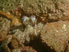 Amphioctopus