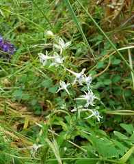Delphinium leucophaeum
