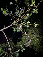 Machaerium lunatum