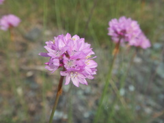 Armeria denticulata