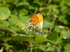 Anthocharis cardamines