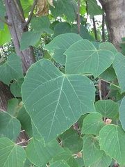 Japanese Mallotus (Mallotus japonicus)