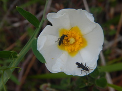 Calocoris nemoralis