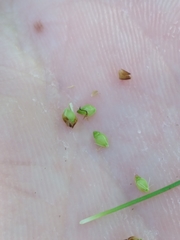 Rhynchospora globularis pinetorum