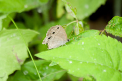 Megisto cymela cymela