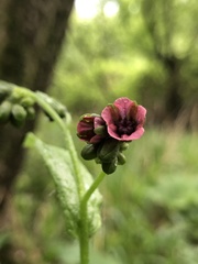 Cynoglossum germanicum