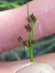 Rhynchospora globularis pinetorum